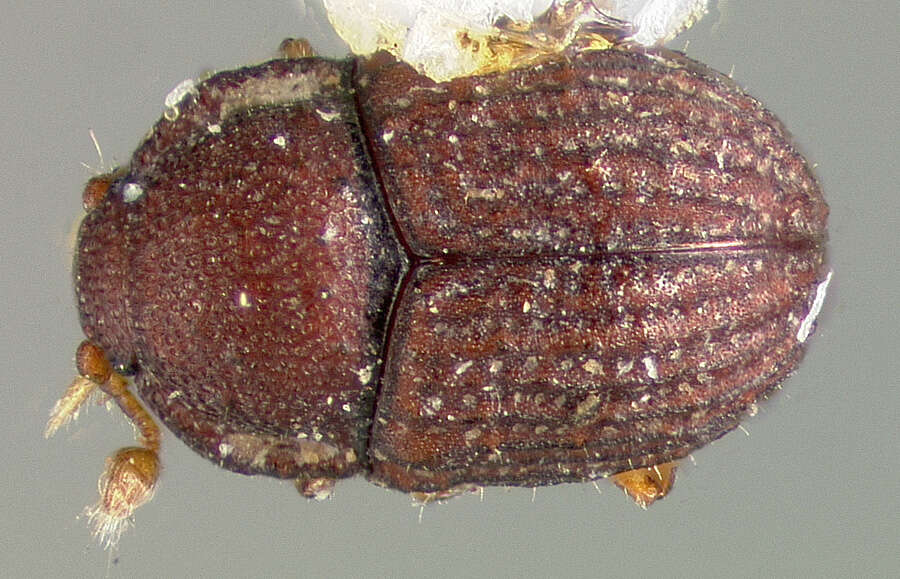 Слика од Pseudolapethus serricollis Slipinski 1984