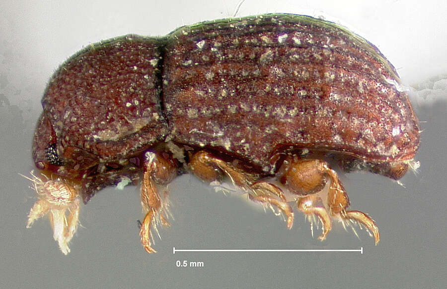 Слика од Pseudolapethus serricollis Slipinski 1984