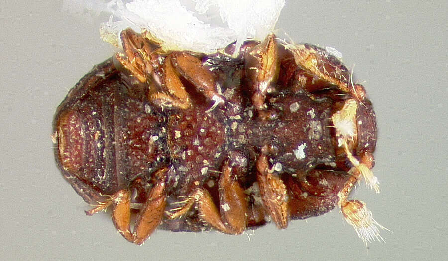 Слика од Pseudolapethus serricollis Slipinski 1984