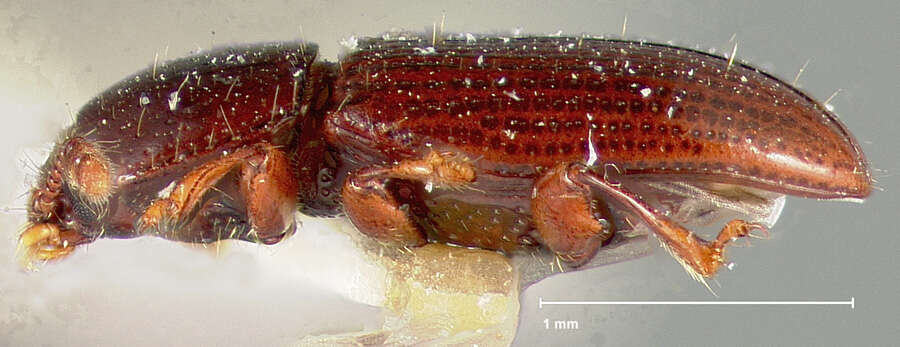 Image of Philothermus dentipes Slipinski 1982