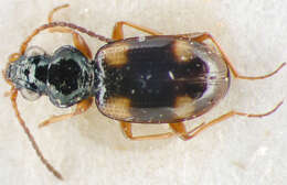 Imagem de Bembidion (Bembidion) quadrimaculatum oppositum Say 1823