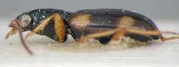 Imagem de Bembidion (Bembidion) quadrimaculatum oppositum Say 1823