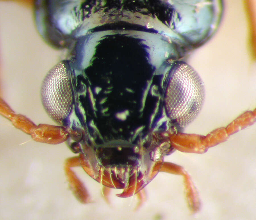 Imagem de Bembidion (Bembidion) quadrimaculatum oppositum Say 1823