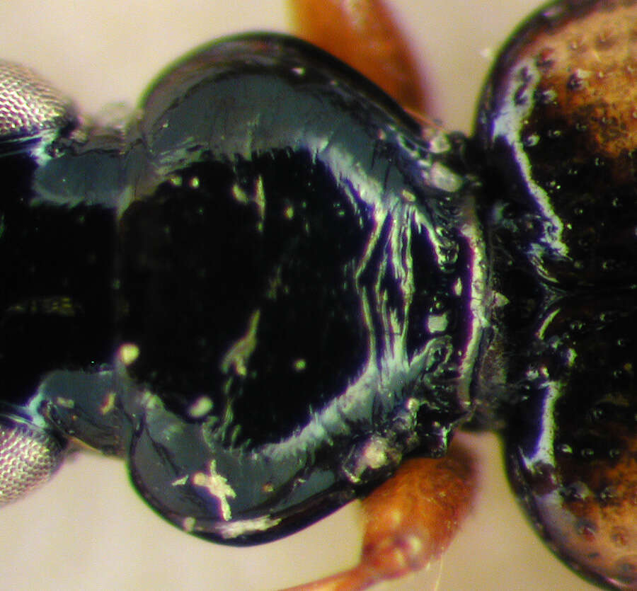 Imagem de Bembidion (Bembidion) quadrimaculatum oppositum Say 1823