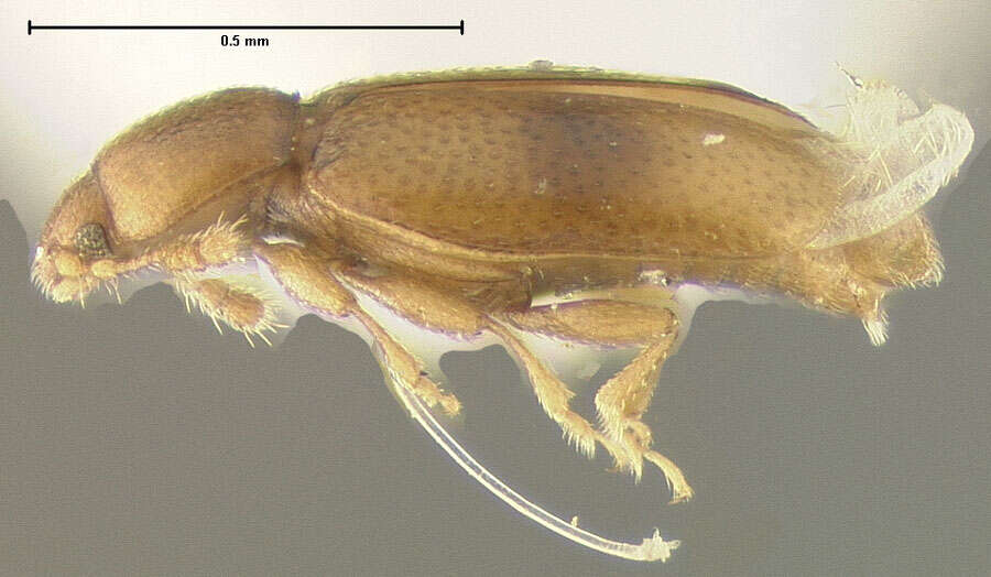 Image of Foadia maculata Pakaluk 1985