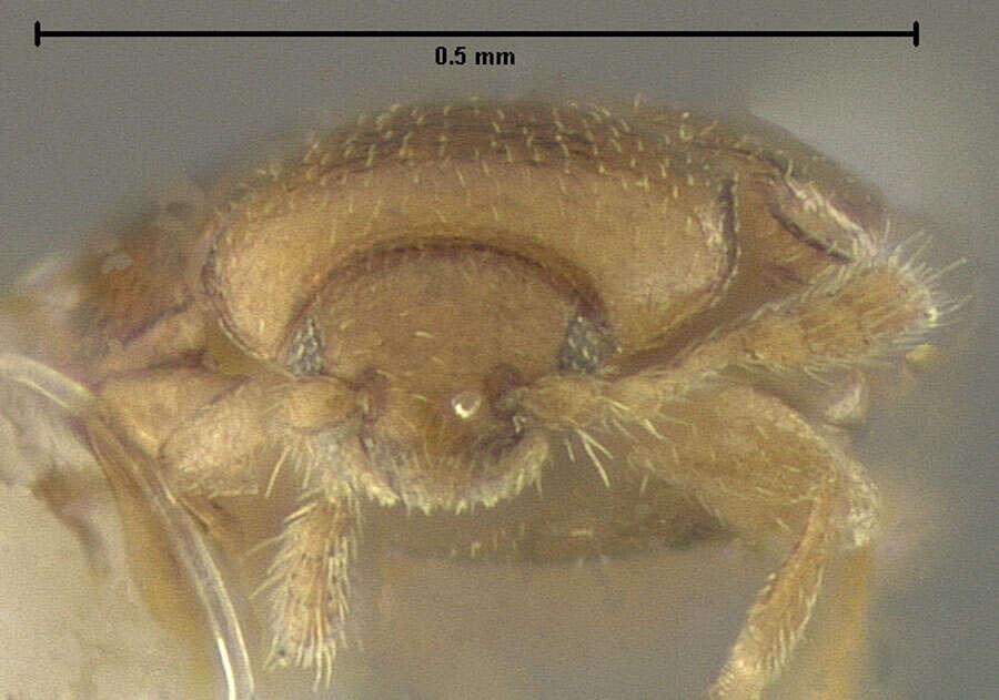 Image of Foadia maculata Pakaluk 1985