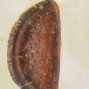 Image of <i>Colydodes gibbiceps</i>