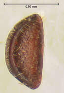 Image of <i>Colydodes gibbiceps</i>