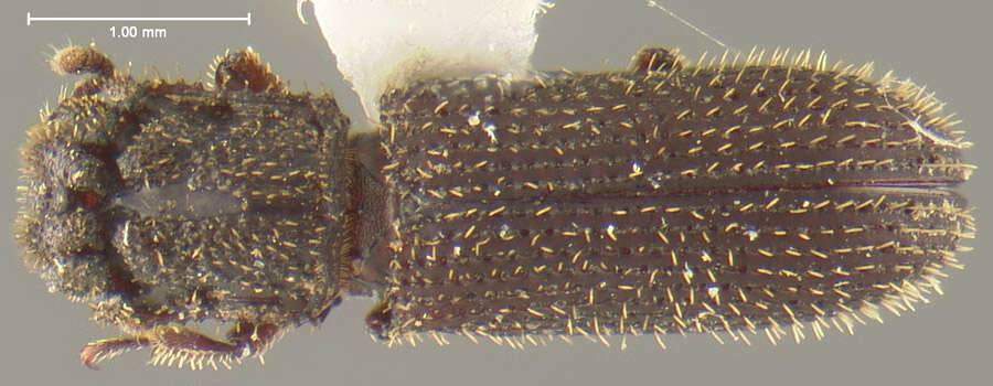 Image of <i>Colydodes gibbiceps</i>