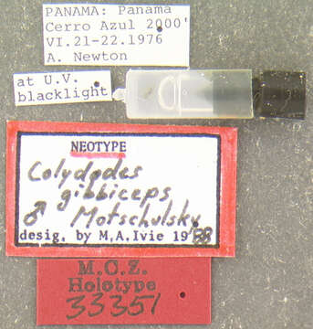 Image of <i>Colydodes gibbiceps</i>