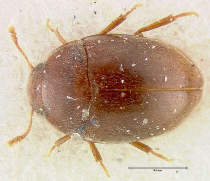 Image of <i>Enneboeus barrocolorado</i>