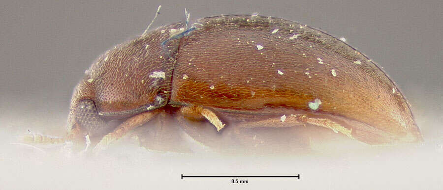 Image of cryptic fungus beetles