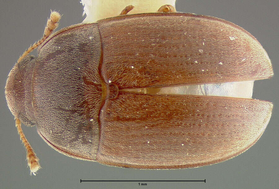 Image of cryptic fungus beetles