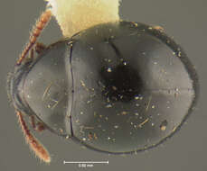 Image of Loxostethus gibbosus Triplehorn & Merkl 1997