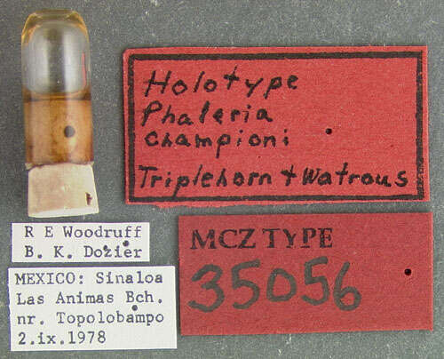 Image of Phaleria championi Triplehorn & Watrous 1980