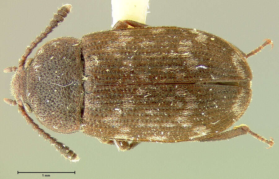 Image of Mycetophagus praetermissus Parsons 1975