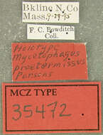 Image of Mycetophagus praetermissus Parsons 1975