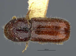 Image of Pityogenes plagiatus Bright 1976