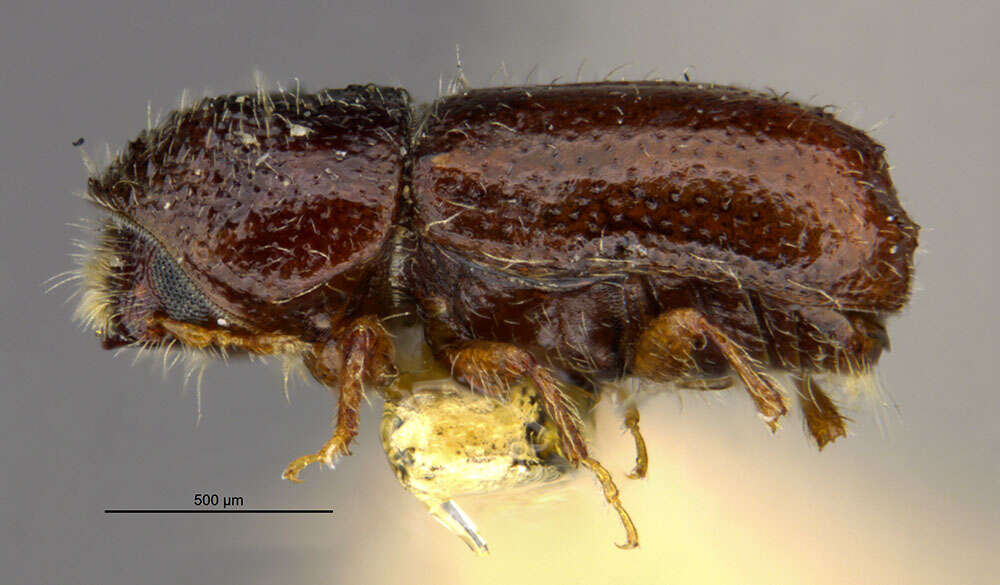 Image of Pityogenes plagiatus Bright 1976