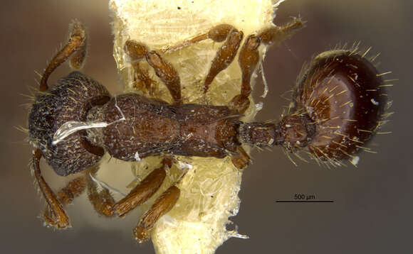 Image of Myrmica discontinua Weber 1939