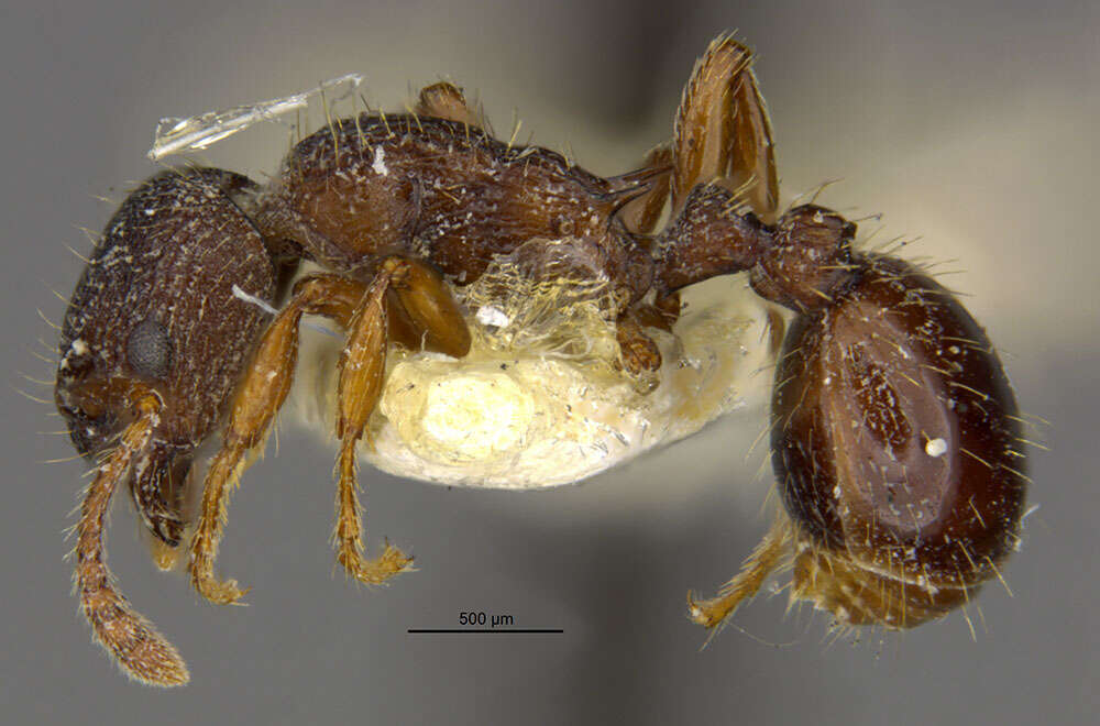 Image of Myrmica discontinua Weber 1939