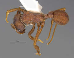 Image of <i>Trachymyrmex carinatus</i>