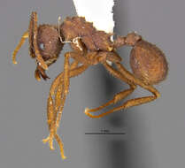 Image of <i>Trachymyrmex carinatus</i>