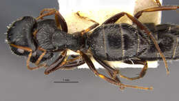 Image of Camponotus trepidulus Creighton 1965