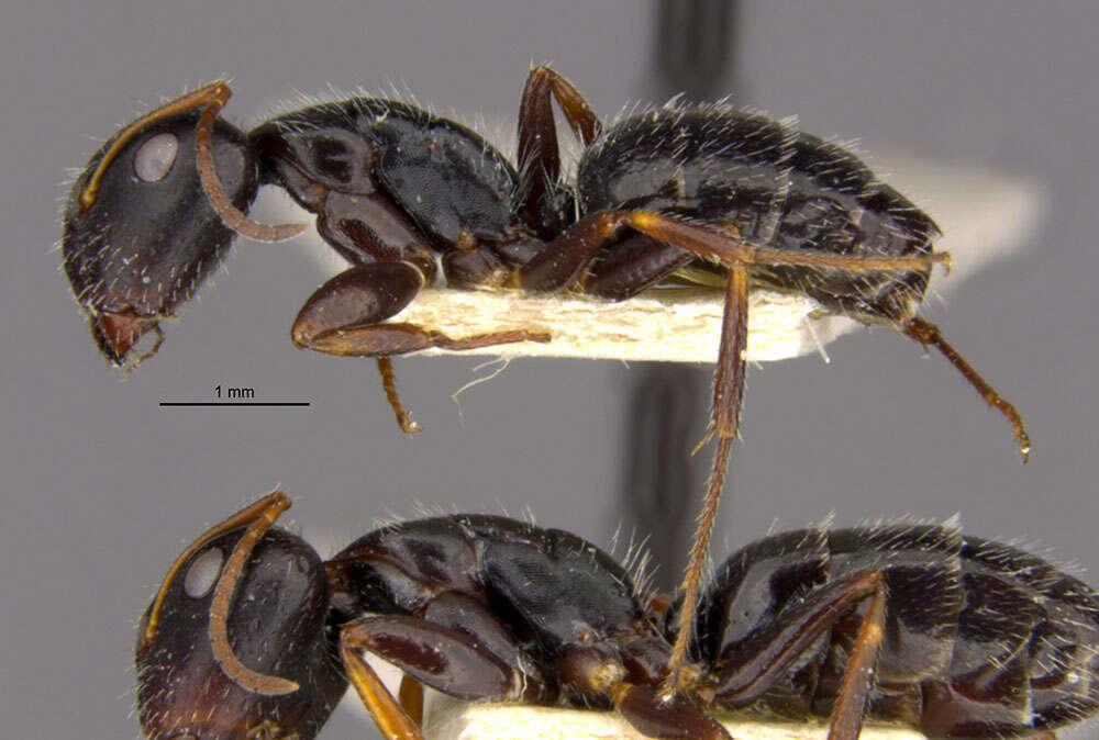 Image of Camponotus trepidulus Creighton 1965