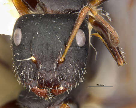 Image of Camponotus trepidulus Creighton 1965