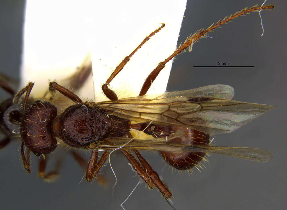 Image of Workerless inquiline ant