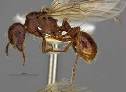 Image of Workerless inquiline ant