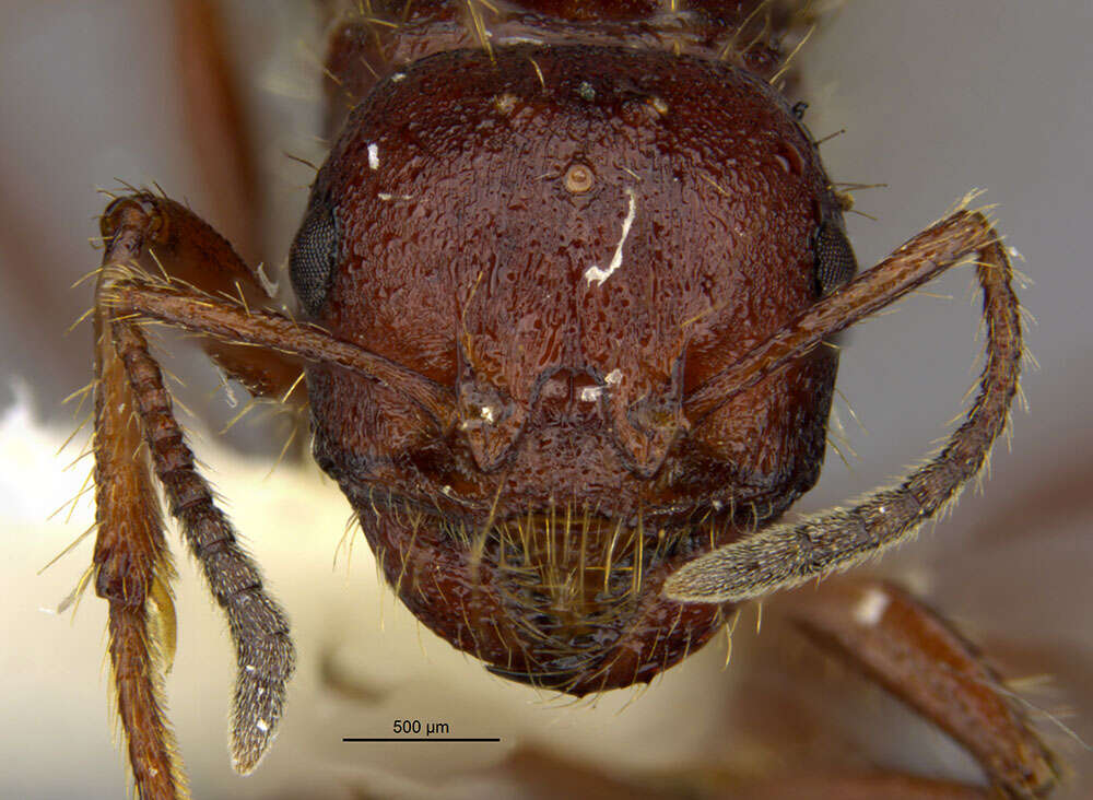 Image of Workerless inquiline ant