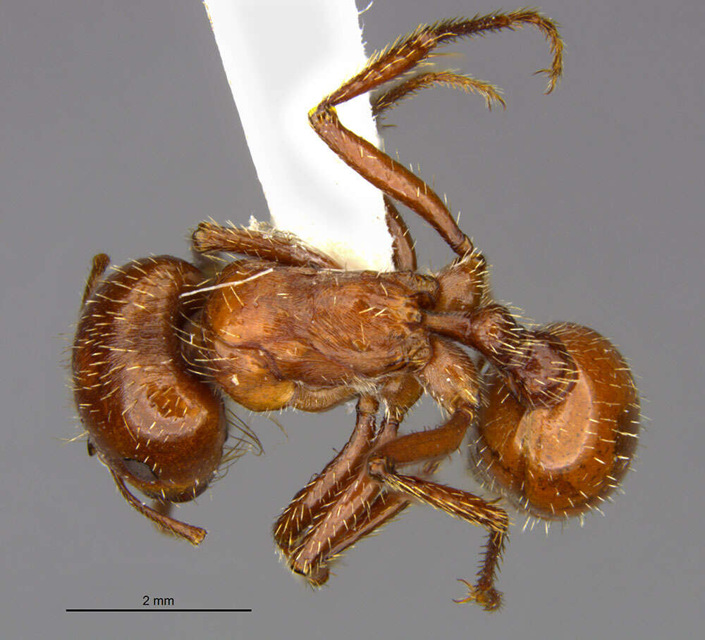 Pogonomyrmex texanus Francke & Merickel 1982 resmi