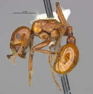 Pogonomyrmex texanus Francke & Merickel 1982 resmi