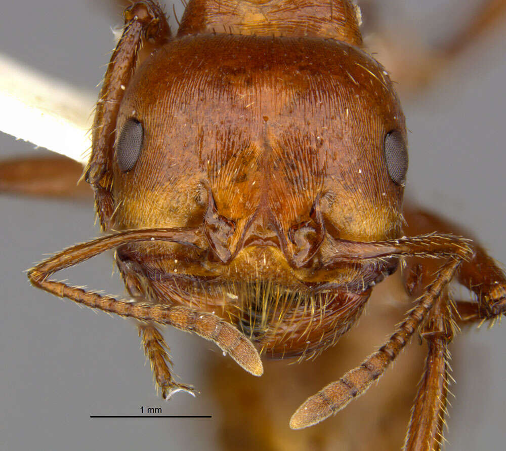 Pogonomyrmex texanus Francke & Merickel 1982 resmi