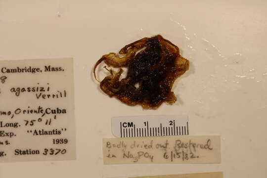 Image of Opisthoteuthis Verrill 1883