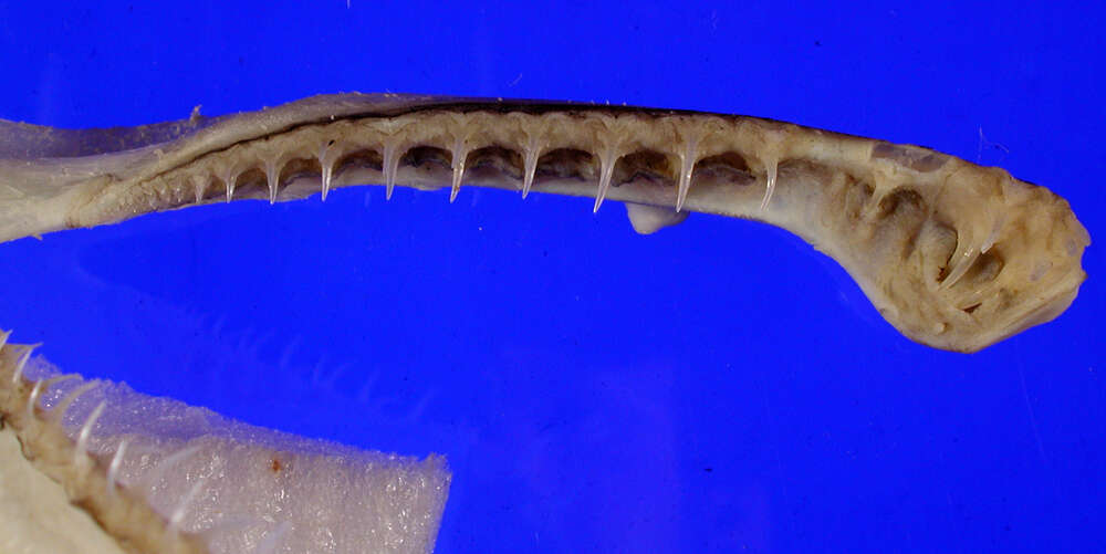 Image of goblin sharks