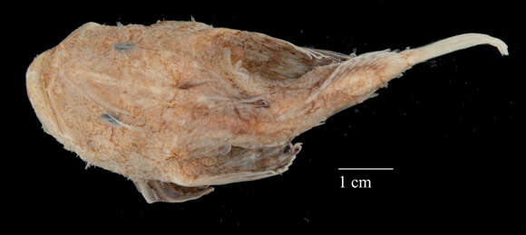 Image of Goosefish