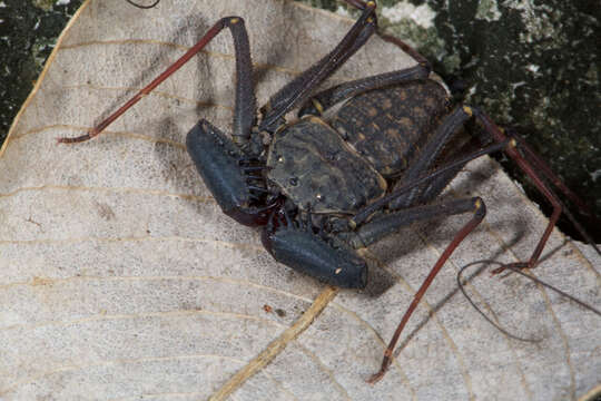 Image of Phrynus marginemaculatus C. L. Koch 1840