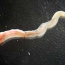 Image of Shipworm