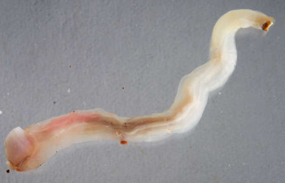 Image of Shipworm