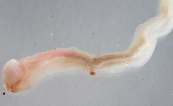 Image of Shipworm