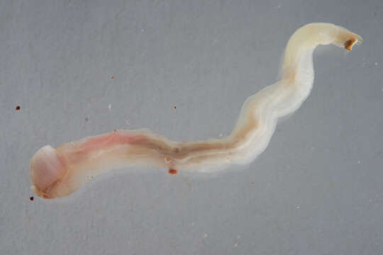 Image of Shipworm