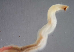 Image of Shipworm