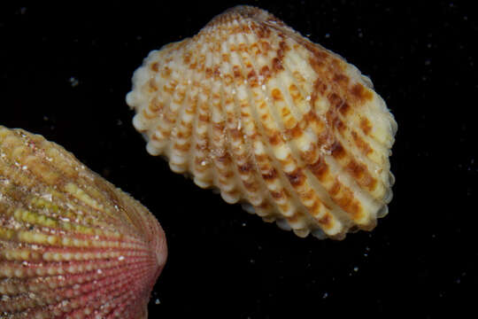 Cardites floridanus (Conrad 1838) resmi