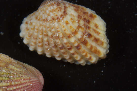 Cardites floridanus (Conrad 1838) resmi