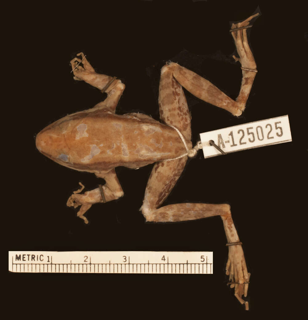 Image of Hydrophylax leptoglossa (Cope 1868)