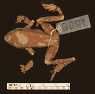 Image of Hydrophylax leptoglossa (Cope 1868)