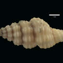 Image of <i>Pleurotoma rugosa</i>